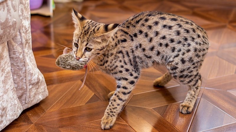 f1-savannah-cat-4654090