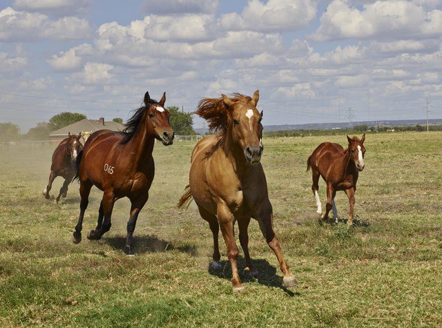 lossy-page1-640px-scene_from_the_cannon_quarter_horse_ranch_near_the_town_of_venus_in_north-central_texas_lccn2015630745-tif-2347068