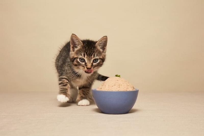 smalls-cat-food-main-3-1945335