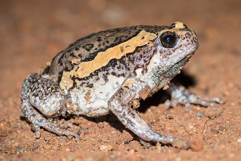 800px-kaloula_pulchra2c_banded_bullfrog_-_nong_phai2c_phetchabun_282025333554629_28cropped29-5422170