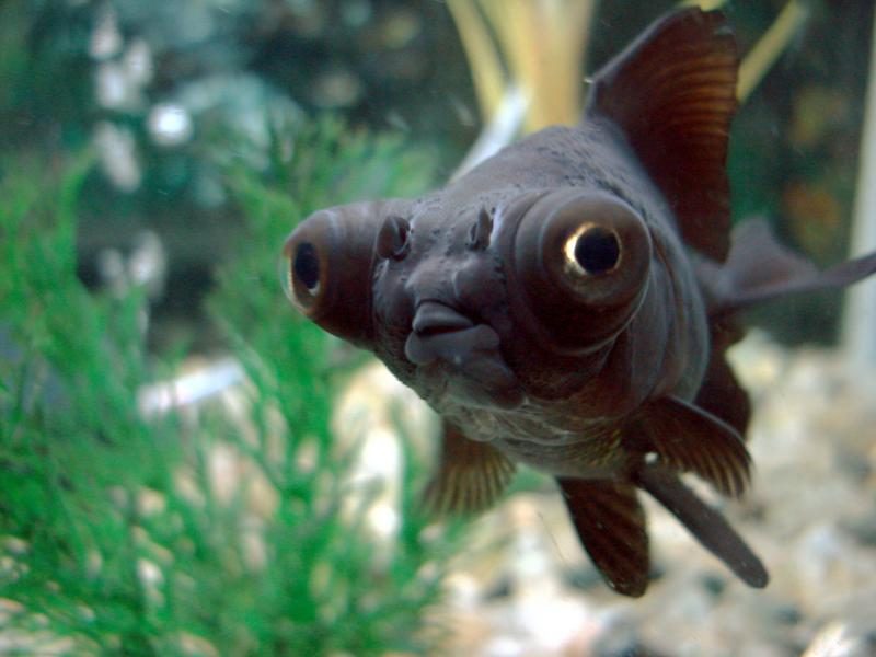 black_moor_fish-3469156