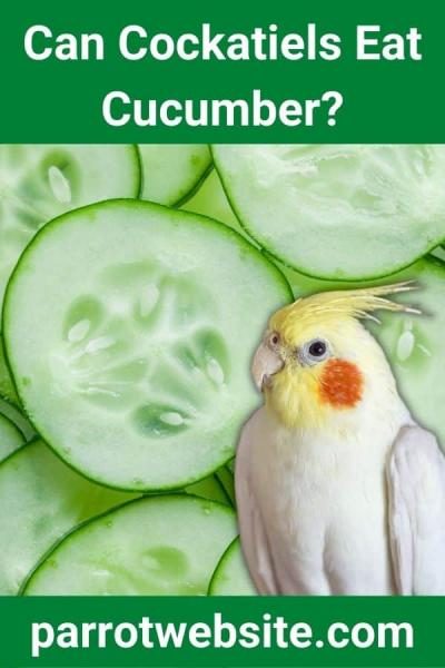can-cockatiels-eat-cucumber-9368046