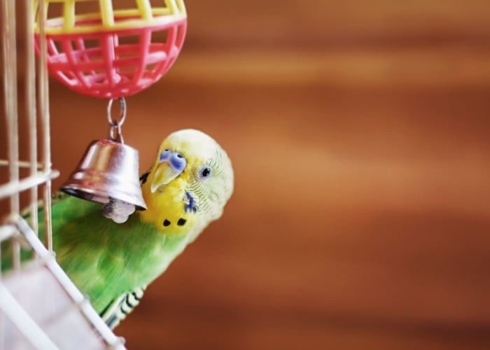 importance-of-toys-for-pet-birds-9608263