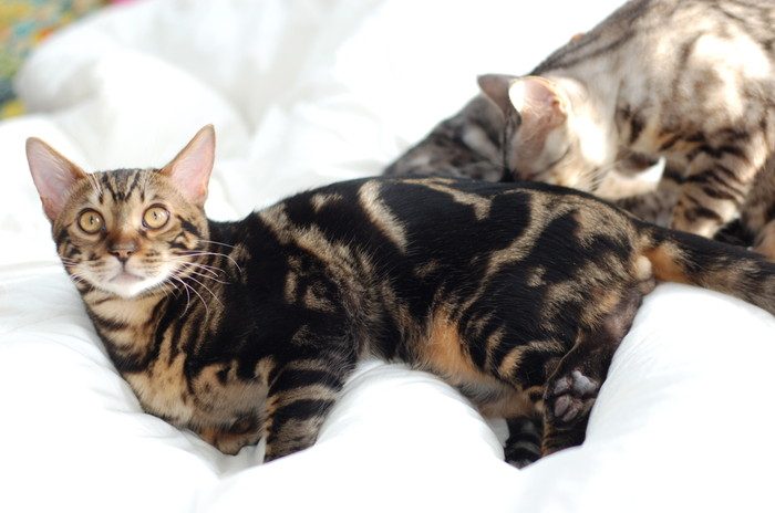 marbled_bengal_cat_2009-11-15-7107821