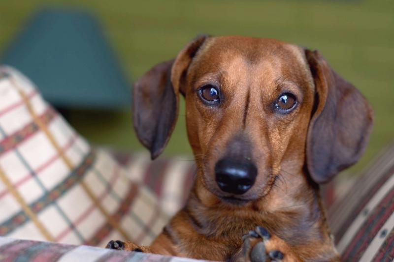 miniature-dachshund-puppy-with-blur-background-5081099