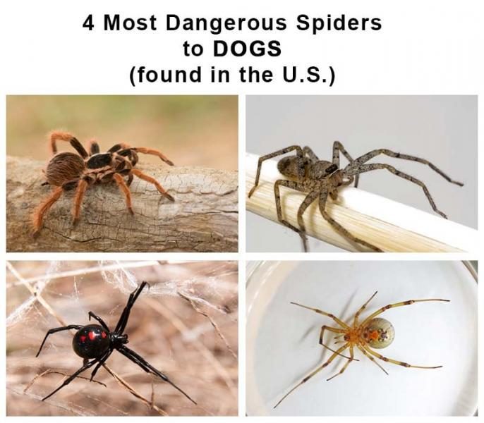 most-dangerous-spiders-to-dogs-in-the-usa-3442711