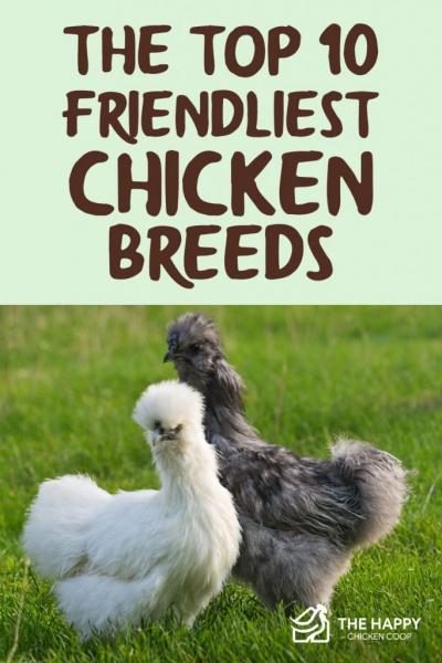the-top-10-friendliest-chicken-breeds-683x1024-7364241