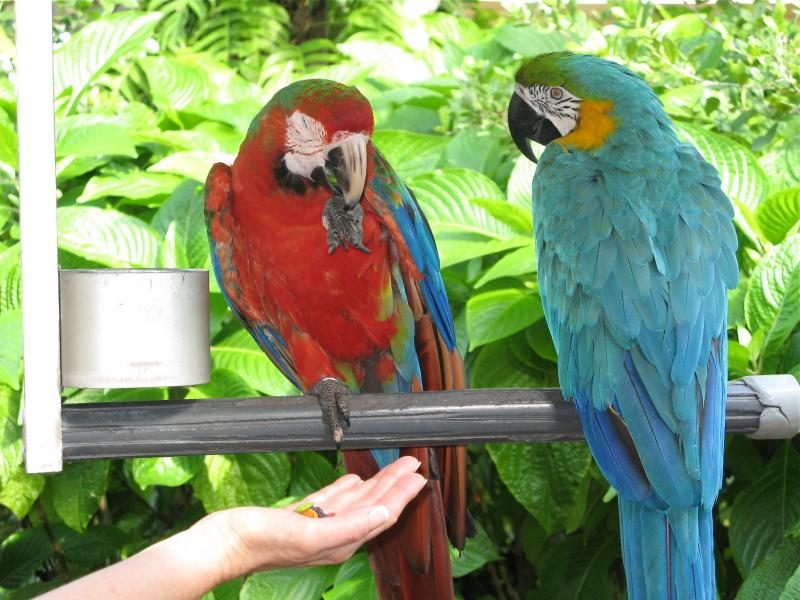 two_different_macaws_-jungle_island_-miami-6a-2266730