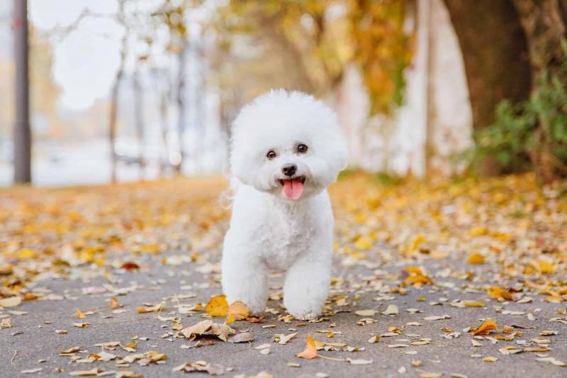 bichon-frise-colors-with-pictures-6810493