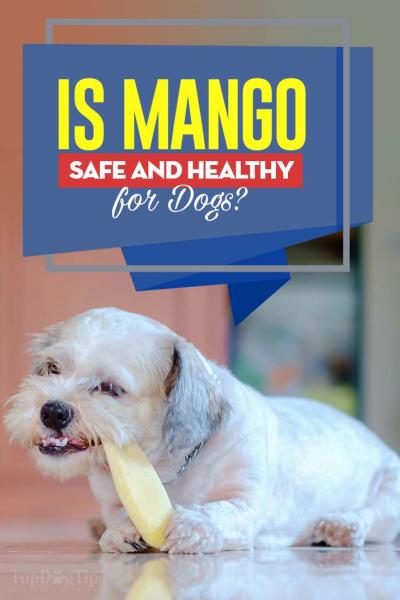 can-dogs-eat-mango-3621000
