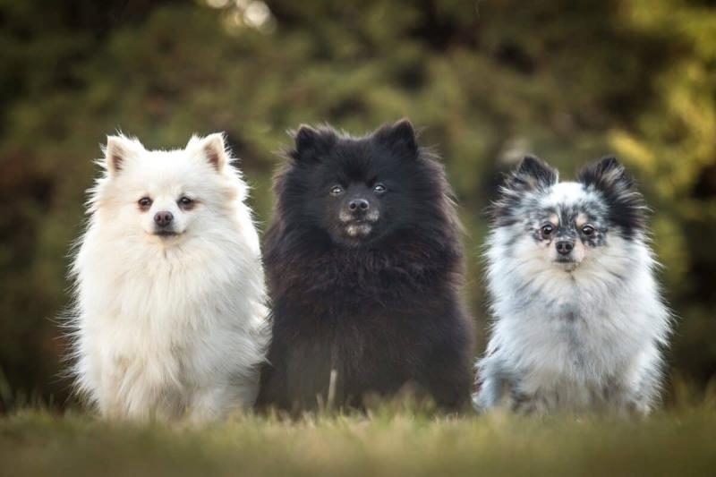 different-pomeranian-colors-and-markings-1200x800-8863795