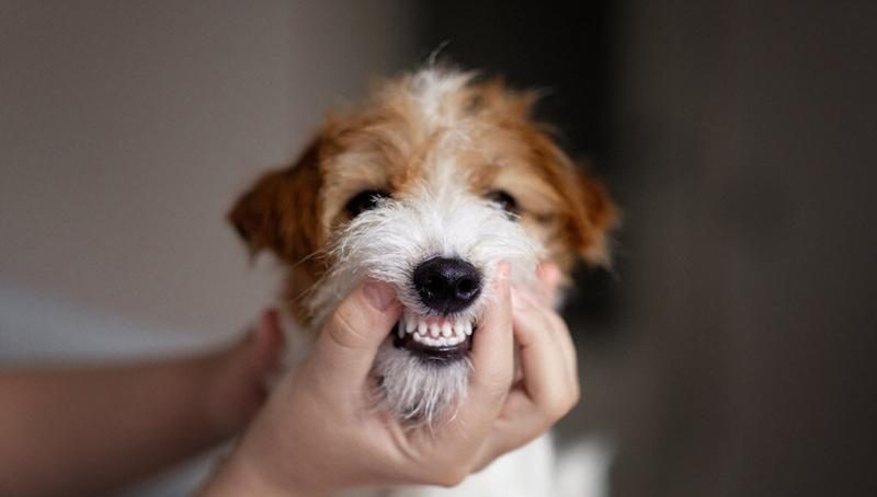 dog-teeth-chattering-featured-image-1021x580-6394930