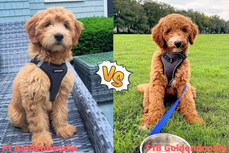 f1-vs-f1b-goldendoodle-a-side-by-side-comparison-6944180