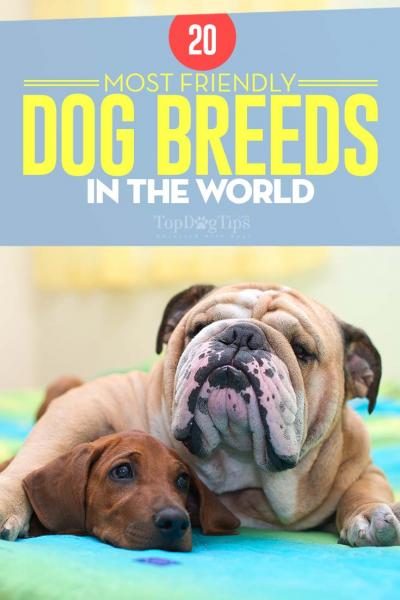 most-friendly-dog-breeds-in-the-world-9351687