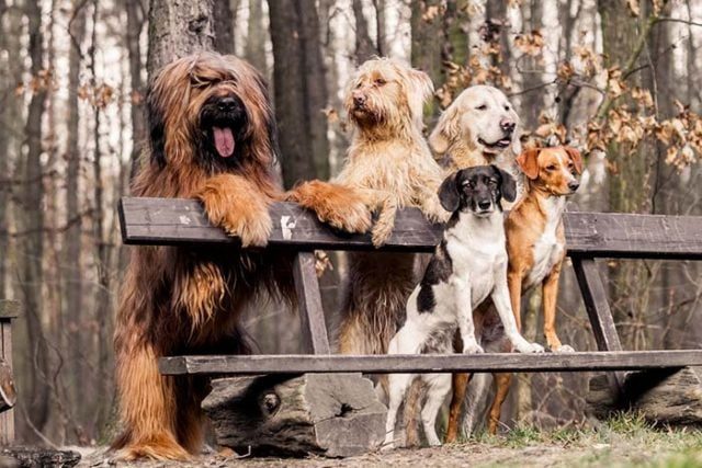 the-most-friendly-dog-breeds-in-the-world-640x427-6789092