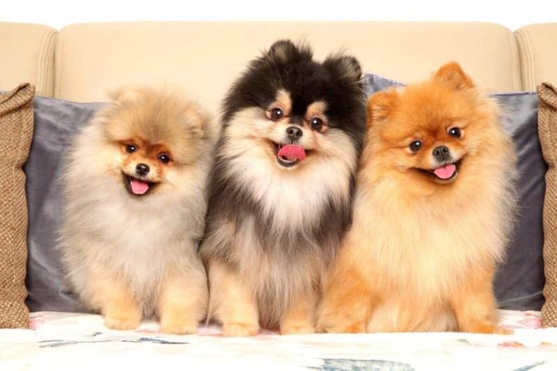 three-pomeranians-with-different-colors-sitting-on-the-couch-1200x800-2223317