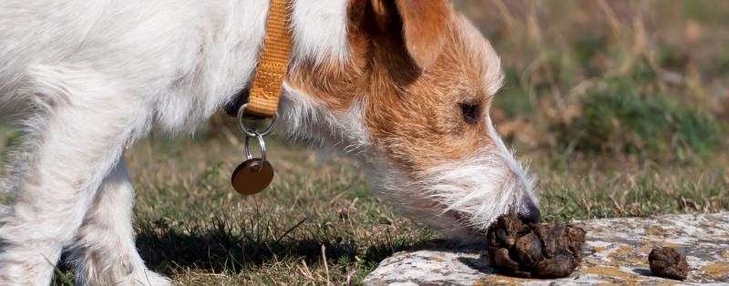 why_does_my_dog_eat_poop_2000x786-8259941