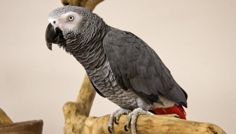 african-grey-parrot-5302567