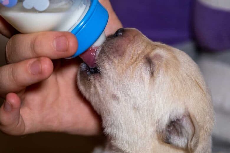 how-to-bottle-feed-a-puppy-780x520-2218692
