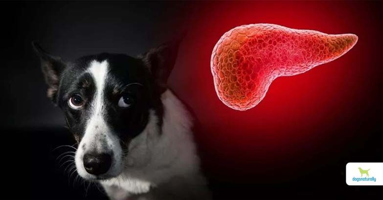 pancreatitis-in-dogs-6346061