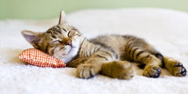 wbcl_web_2014_blog_10-ways-to-keep-your-cat-healthy-3140568