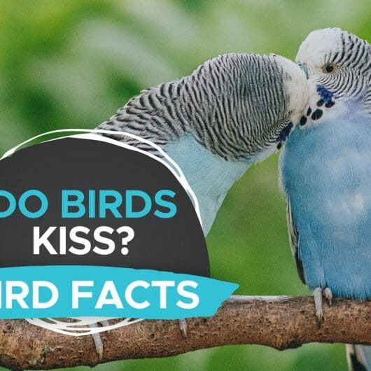 do-birds-kiss-530x530-6504491