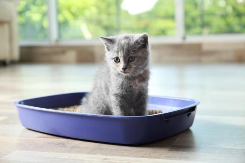 lightweight-cat-litter-main-1577611