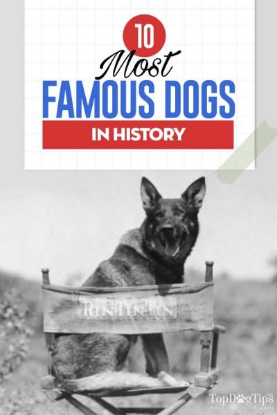 10-most-famous-dogs-in-history-7398325