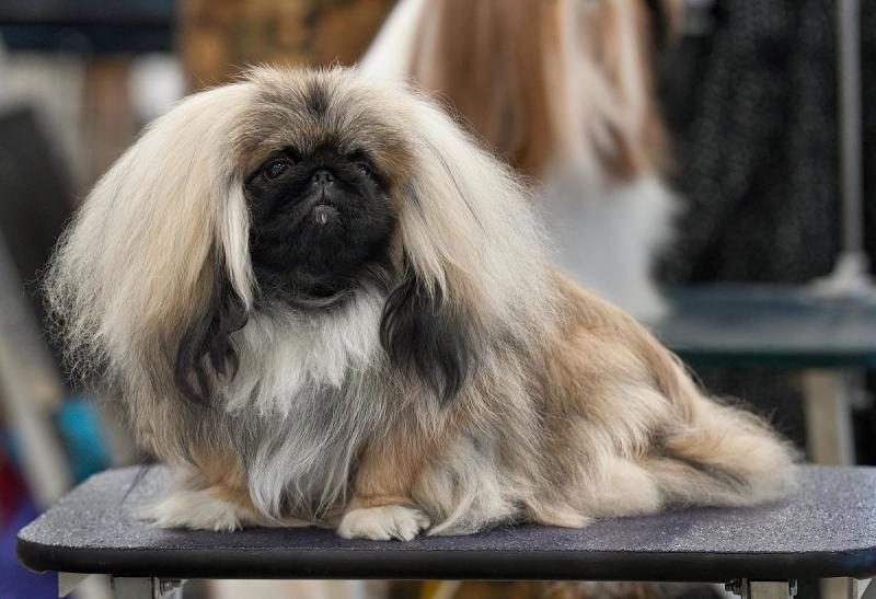 1200px-1akc_pekingese_dog_show_2011-9761675