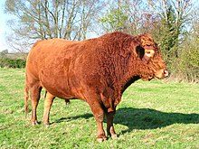 220px-south_devon_bull-1351151