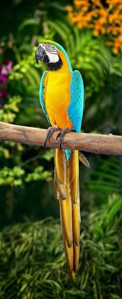 640px-blue-and-yellow-macaw-4195920
