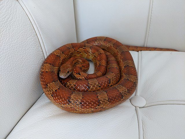 640px-cornsnake-9766272