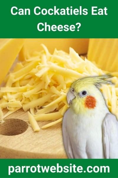 can-cockatiels-eat-cheese-8427595
