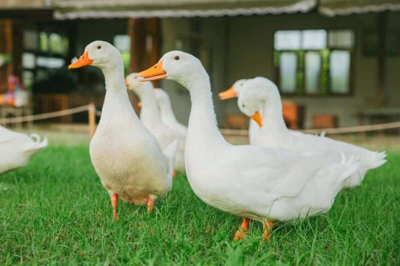 group-of-call-ducks-in-a-farm-1200x800-7633344