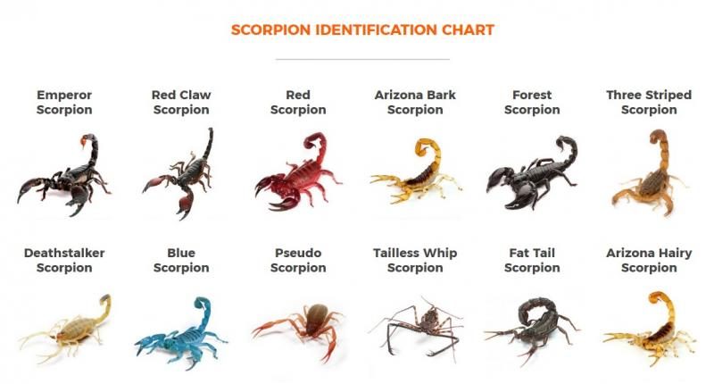 scorpion-identification-chart-differences-types-diagram-9812865
