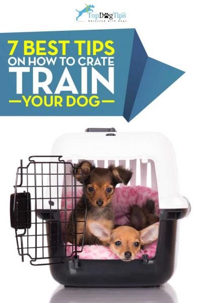 tips-for-crate-training-your-dog-3193312