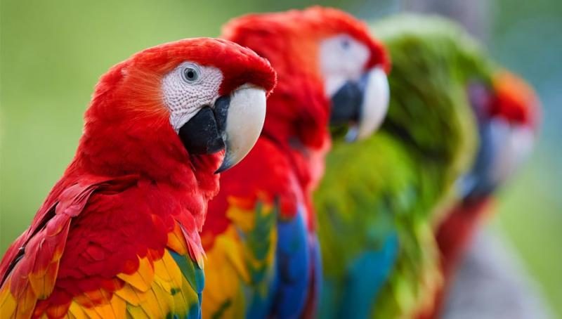 top-parrot-species-1-5135075