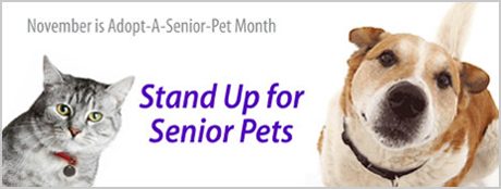 adopt-senior-pet-masthead_460-8332605
