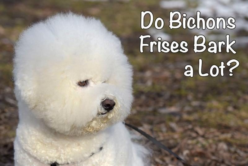 bichon-frise-barking-9033895