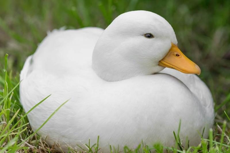 call-duck-breed-5320099