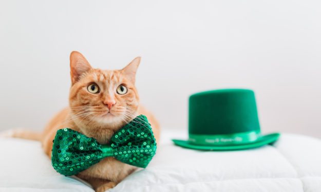 cat-for-st-patricks-day