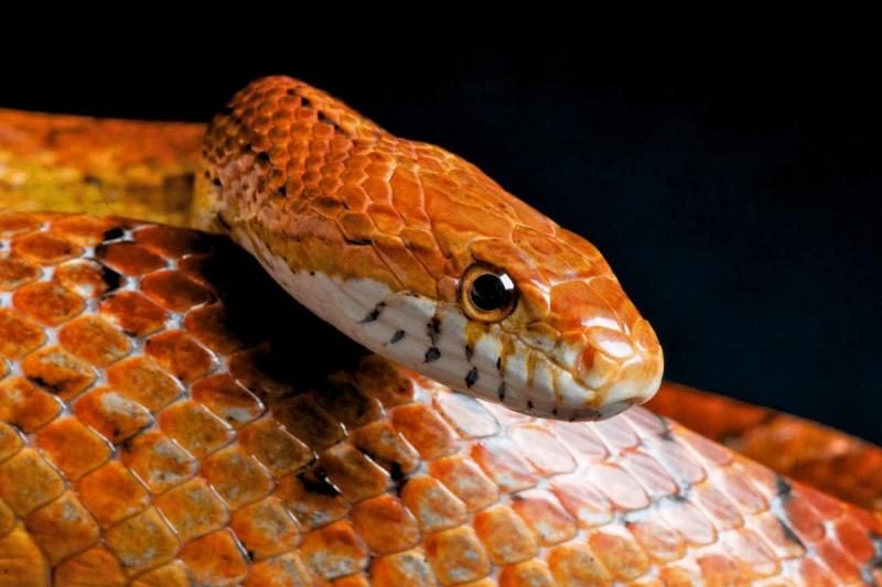 corn-snake-humidity-4148057