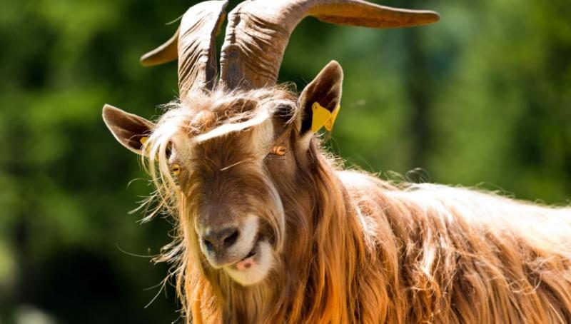long-haired-goat-breeds-9096181