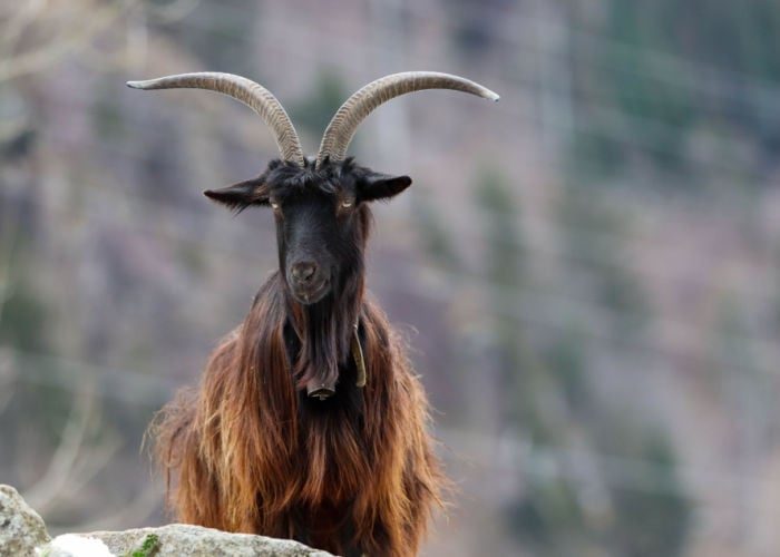 orobica-long-haired-goat-breeds-9469684