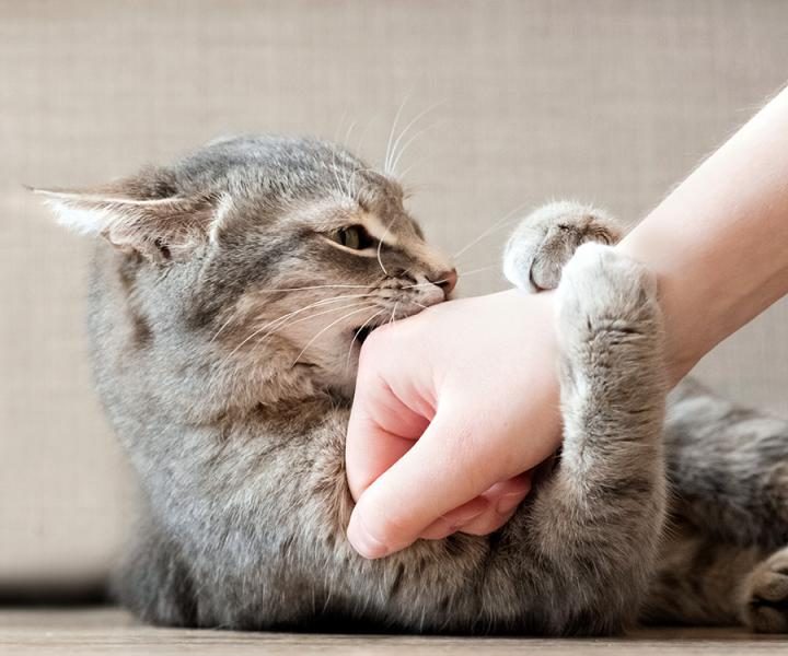 petting-aggression-in-cats-1-4067631