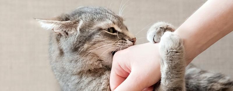 petting-aggression-in-cats-2000x786-1-9119069