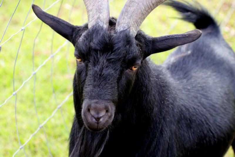 18-black-goat-breeds-that-add-character-to-your-herd-5370006