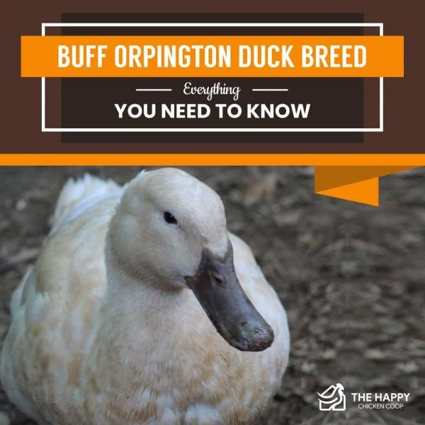 buff-orpington-duck-breed-everything-you-need-to-know-1-9099389