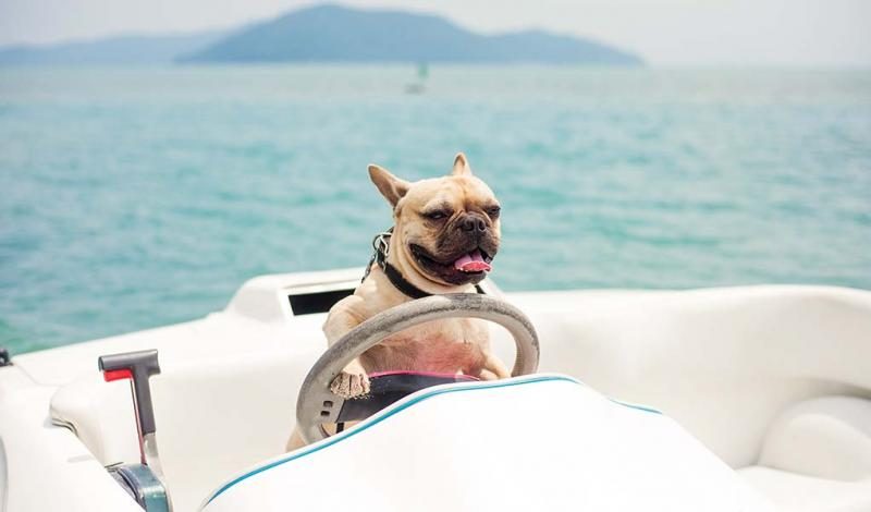 safety-tips-for-going-boating-with-your-dog-4961369