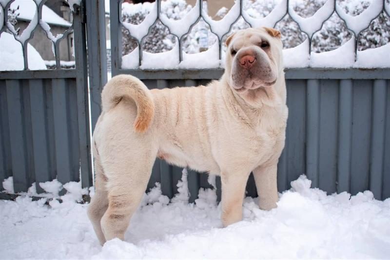 shar-pei-with-cream-color-coat-in-winter-1244827